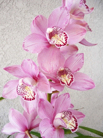 Memoria Lena Bauer 'Pink Feathered'