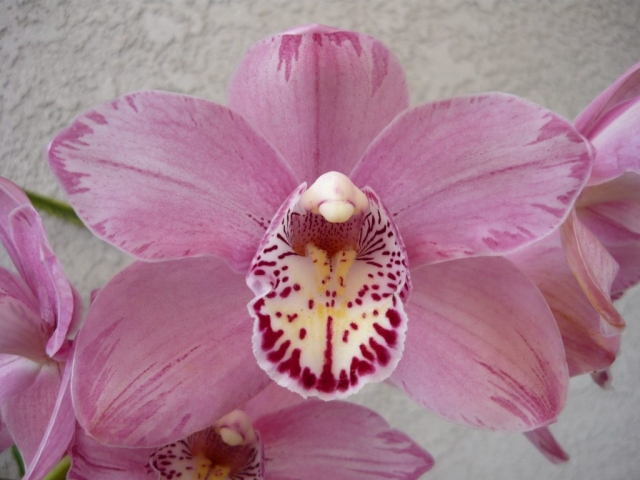 Memoria Lena Bauer 'Pink Feathered'