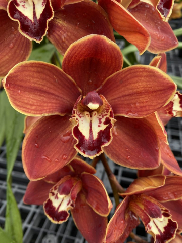 Mighty Sensation 'Geyserland' Mighty Sensation 'Geyserland'