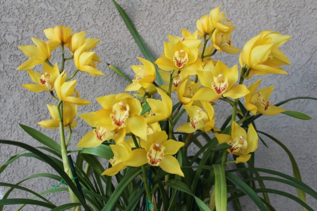 Mini Ambarino 'Solar Flare' Mini Ambarino 'Solar Flare'