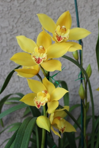 Mini Ambarino 'Sunspot'