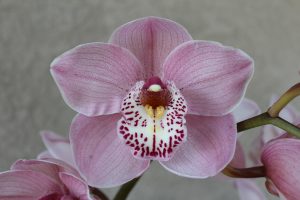 Cym. Mount Vision 'Andrea'