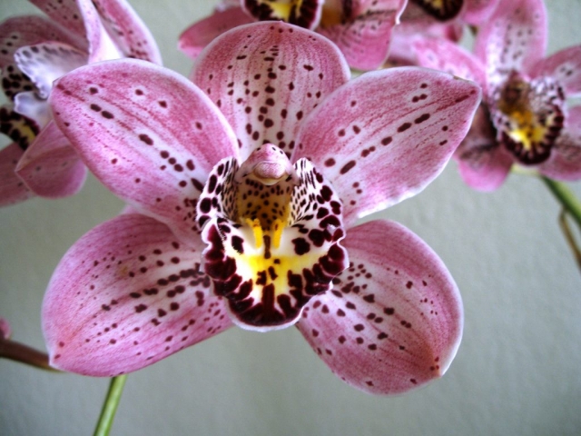 Mount Vision 'Halleluja' Mount Vision 'Halleluja'