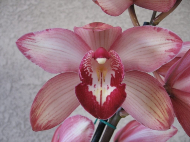 Old Flame 'White Hot'