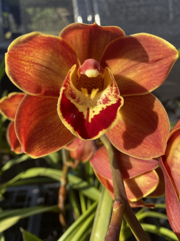 Orange Treasure 'Blaze'