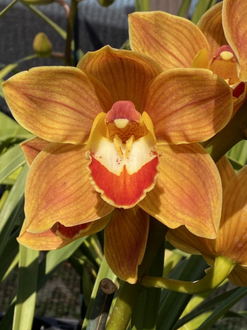 Orange Treasure 'Flashpoint'