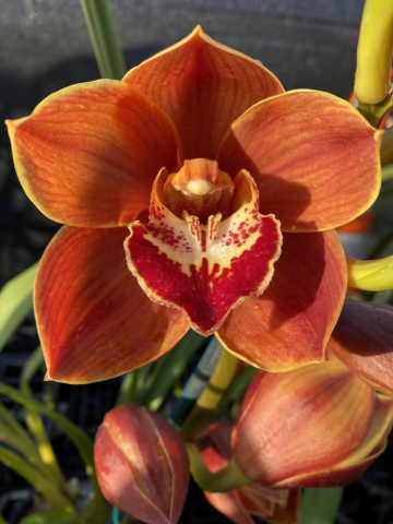 Orange Treasure 'Prestige'