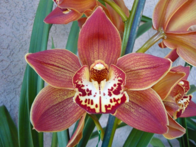 Pauline Fletcher 'Grand Flame' Pauline Fletcher 'Grand Flame'