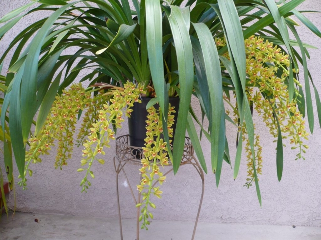 Pee Wee 'Gold Coins'