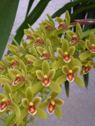 Pee Wee 'Gold Coins'