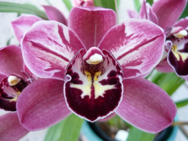 Pepper's Fire 'Carnival'