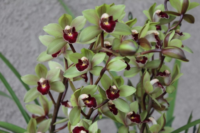 Peter Pan 'Lawson's #5'