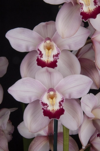 Pink Splendor 'Showtime' AM/AOS, S/CSA