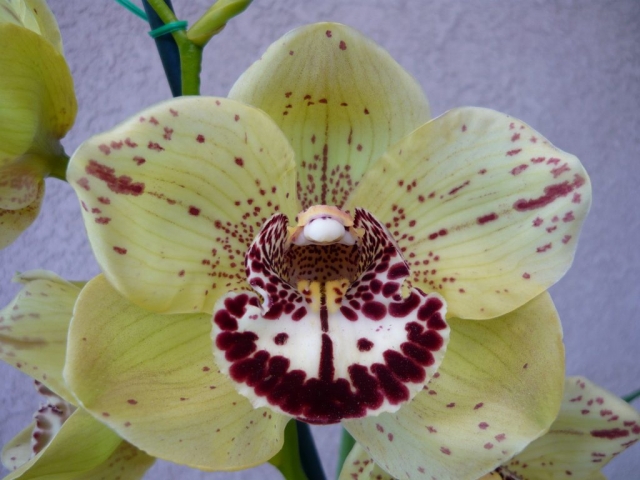 Pinpoint 'Green Orb' Pinpoint 'Green Orb'