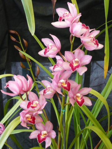 Polly Stark 'Dos Pueblos' Polly Stark 'Dos Pueblos'