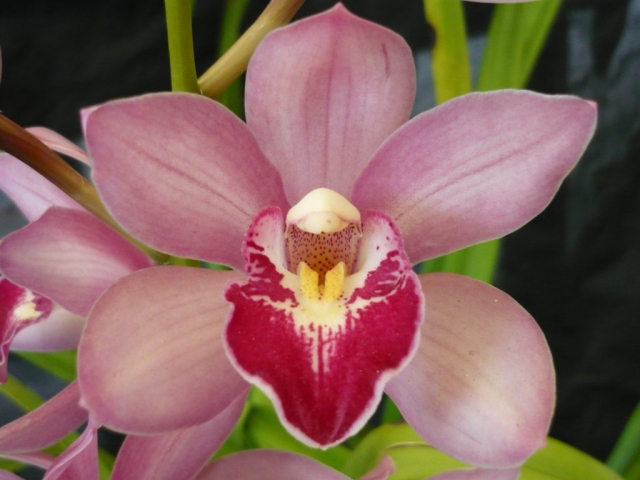 Polly Stark 'Dos Pueblos' Polly Stark 'Dos Pueblos'