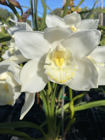 Portuguese Passion 'Snow Blossom' 4N Portuguese Passion 'Snow Blossom' 4N