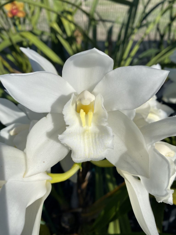 Portuguese Passion 'Tudor Snow' Portuguese Passion 'Tudor Snow'