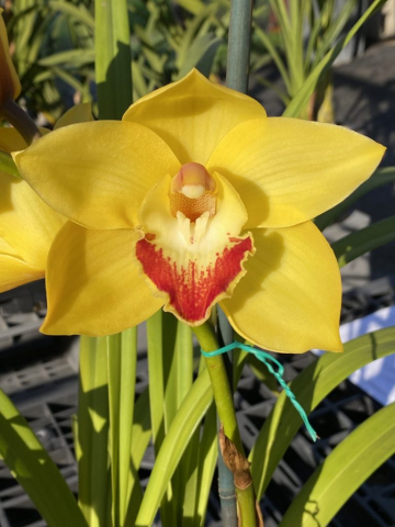 Redondo Gold #2 Redondo Gold #2