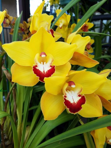 Redondo Gold 'Stunner' Redondo Gold 'Stunner'