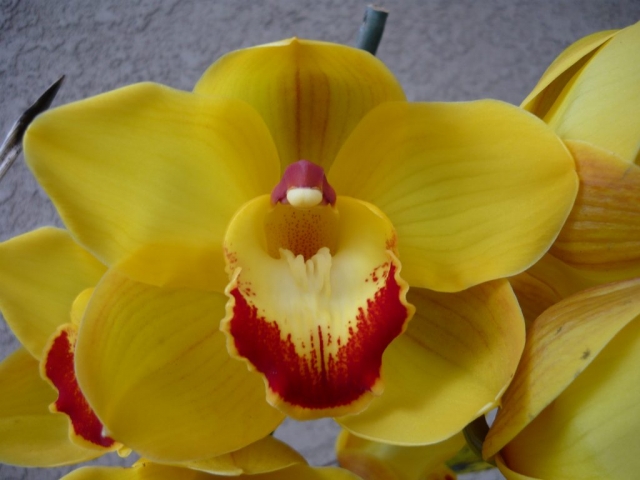 Redondo Sunset 'Goliath' Redondo Sunset 'Goliath'