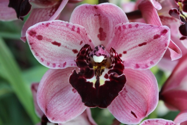 Rocky Creek 'Gotcha' Rocky Creek 'Gotcha'