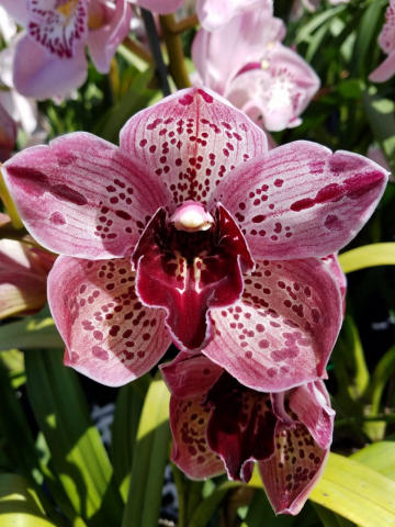 Rocky Creek 'Kaleidescope' Rocky Creek 'Kaleidescope'