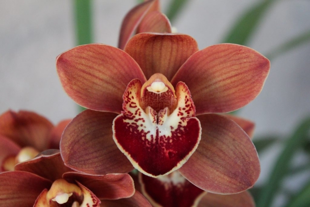 Rusty Girl 'Gorgeous'