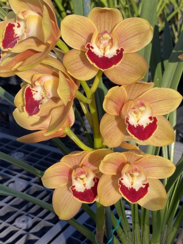 Rusty Singer 'Prestige'