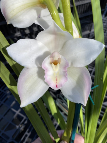 Ruth Kallman 'Hatfields' Ruth Kallman 'Hatfields'