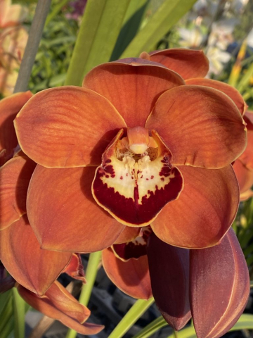 Sangria Sunset 'Burnt Orange' Sangria Sunset 'Burnt Orange'