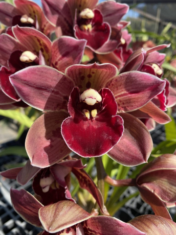 Suspicious Beauty 'Legacy'