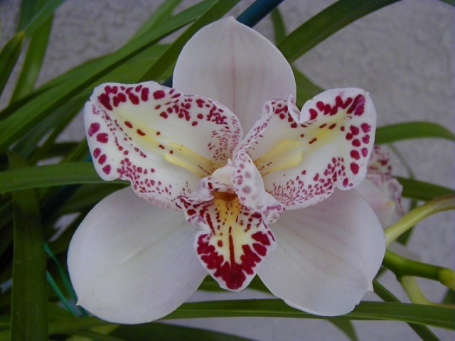 Suvaley 'Wild Joker'