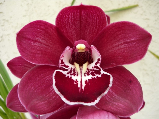 Tathra 'Dark Beauty' Tathra 'Dark Beauty'