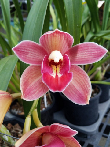 Tethys 'Hatfield' 4N Tethys 'Hatfield' 4N