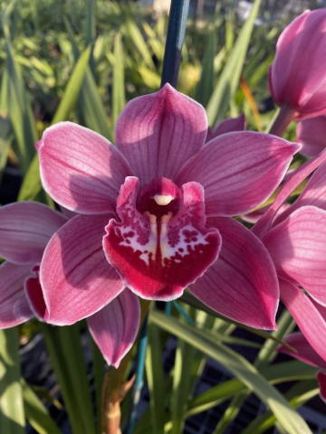 Tony Ballard 'Geyserland' Tony Ballard 'Geyserland'