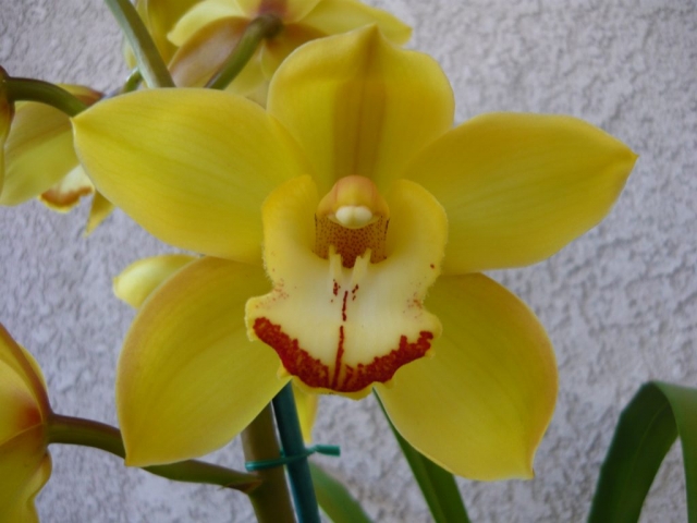 Tracey Reddaway 'Geyserland' Tracey Reddaway 'Geyserland'