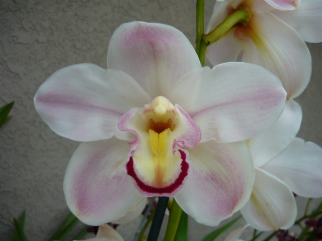 Valley Splash 'Awesome' S/CSA Valley Splash 'Awesome' S/CSA