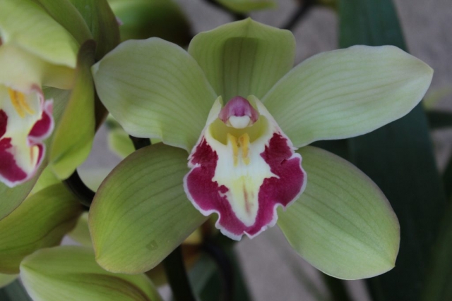 Vanguard 'Mas Beauity' Vanguard 'Mas Beauity'