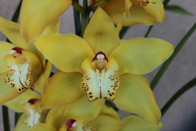 Via Ambarino 'Gold Nugget' Via Ambarino 'Gold Nugget'