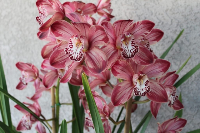 ((Western Beauty X Yowie Flame) X Bebop) 'Feathered'