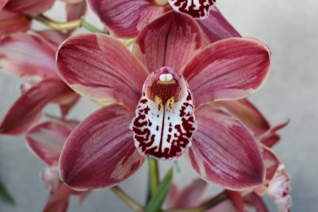 ((Western Beauty X Yowie Flame) X Bebop) 'Feathered'