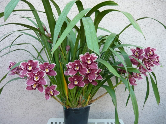 Winter Fire 'Frosty Tips' B/CSA