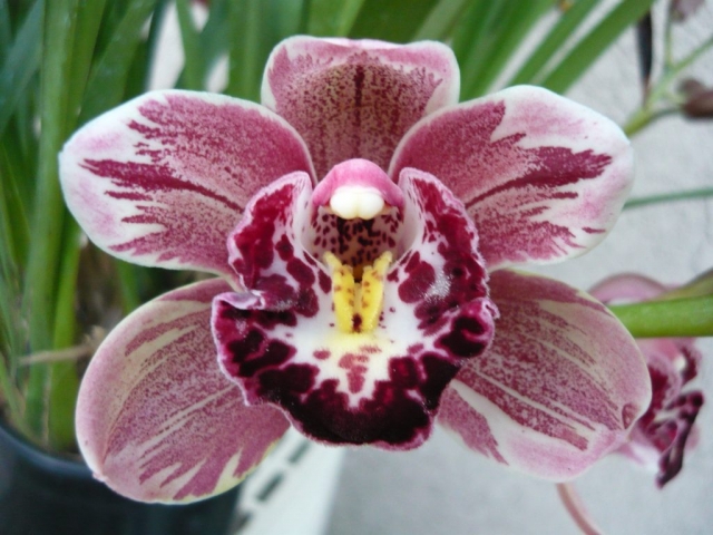 Winter Fire 'Frosty Tips' B/CSA