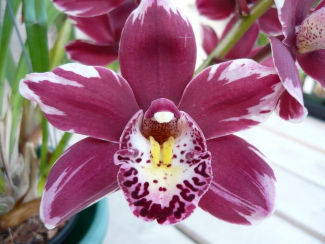 Winter Fire 'Splash'