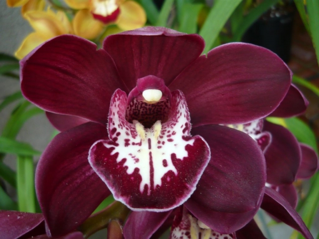 Yowie Flame 'Port Wine' Yowie Flame 'Port Wine'