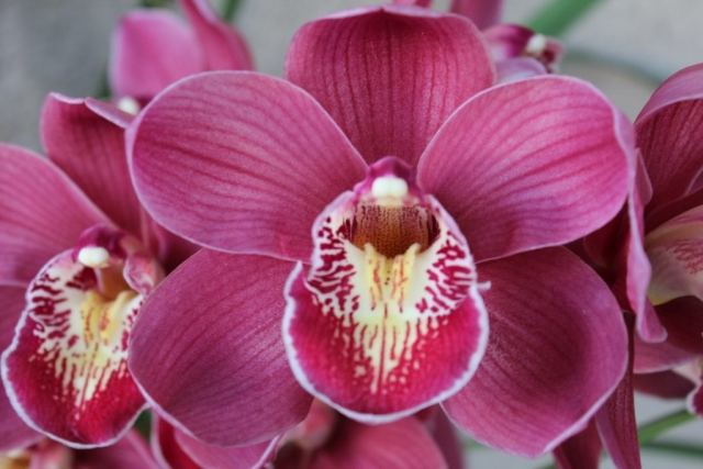 Yowie Rose 'Vulcan' Yowie Rose 'Vulcan'