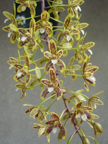 canaliculatum 'Aurora'