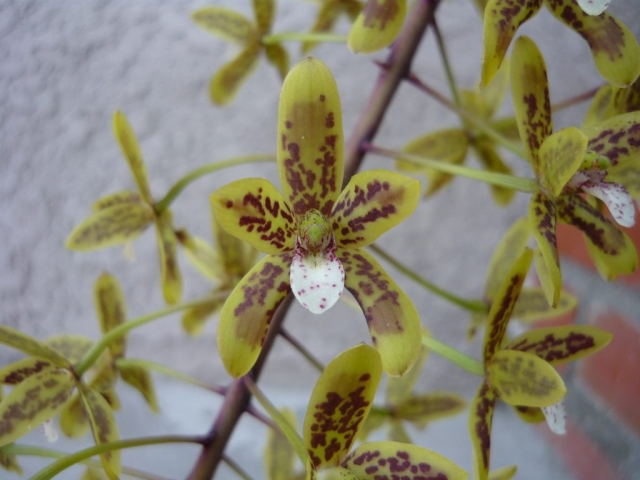 canaliculatum 'Aurora'