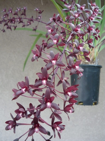 canaliculatum var. sparksii 'Friends'